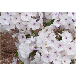 bylina Płomyk wiechowaty Blue Ice B425